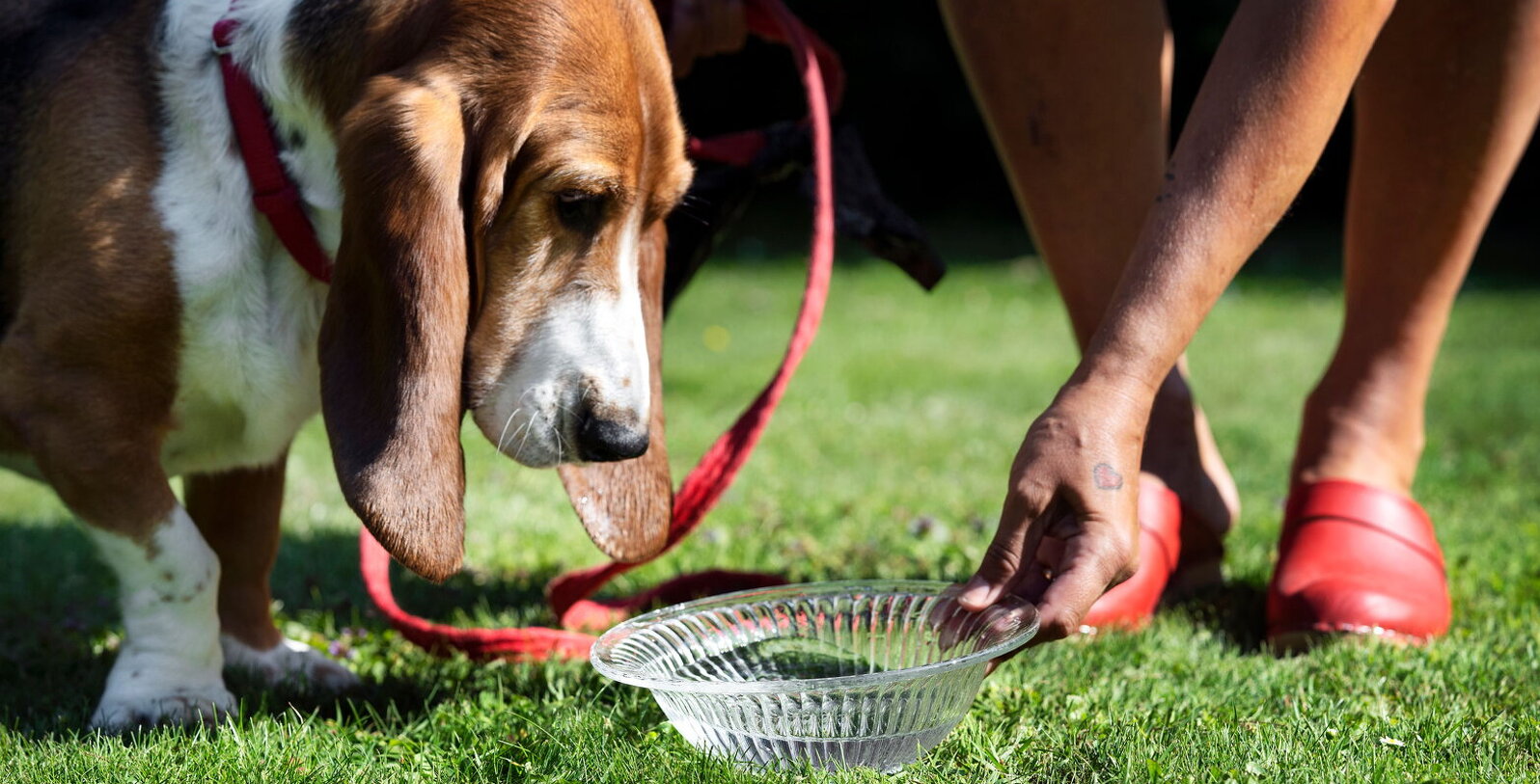 Bild på en kvinna som ger sin hund rent och gott vatten i en skål.